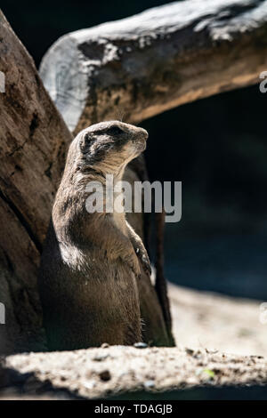 Berlin, Deutschland. 14 Juni, 2019. Eine schwarze-tailed prairie Hund genießt die Sonne in den Zoo. Credit: Paul Zinken/dpa/Alamy leben Nachrichten Stockfoto