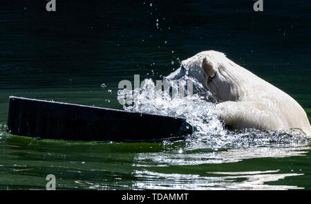 Berlin, Deutschland. 14 Juni, 2019. Der kleine Eisbär Hertha spielt in ihrem Gehege im Zoo. Credit: Paul Zinken/dpa/Alamy leben Nachrichten Stockfoto