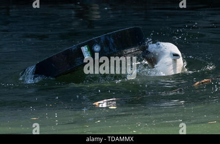 Berlin, Deutschland. 14 Juni, 2019. Der kleine Eisbär Hertha spielt in ihrem Gehege im Zoo. Credit: Paul Zinken/dpa/Alamy leben Nachrichten Stockfoto