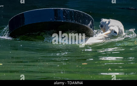 Berlin, Deutschland. 14 Juni, 2019. Der kleine Eisbär Hertha spielt in ihrem Gehege im Zoo. Credit: Paul Zinken/dpa/Alamy leben Nachrichten Stockfoto