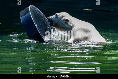 Berlin, Deutschland. 14 Juni, 2019. Der kleine Eisbär Hertha spielt in ihrem Gehege im Zoo. Credit: Paul Zinken/dpa/Alamy leben Nachrichten Stockfoto