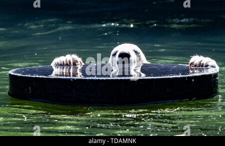 Berlin, Deutschland. 14 Juni, 2019. Der kleine Eisbär Hertha spielt in ihrem Gehege im Zoo. Credit: Paul Zinken/dpa/Alamy leben Nachrichten Stockfoto