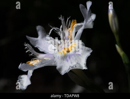 Iris Stockfoto