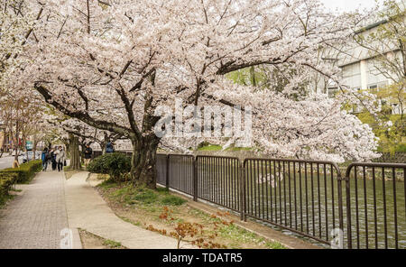 Kyoto, Japan - 20.November 2016. Die Kirschblüte (Sakura) in Kyoto, Japan. Cherry Blossom Festivals sind eine der schillerndsten Ereignisse des Jahres in Japa Stockfoto