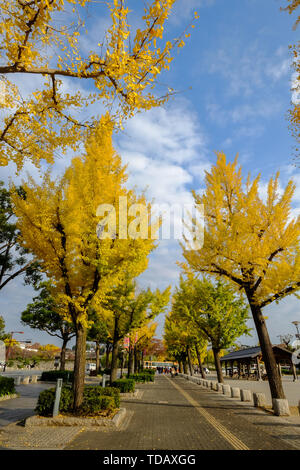 Kyoto, Japan - 20.November 2016. Straße mit Bäume im Herbst an einem sonnigen Tag in Kyoto, Japan. Stockfoto