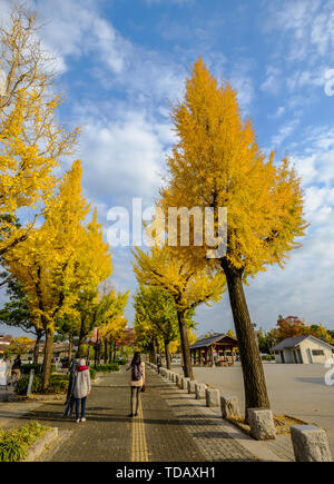 Kyoto, Japan - 20.November 2016. Straße mit Bäume im Herbst an einem sonnigen Tag in Kyoto, Japan. Stockfoto