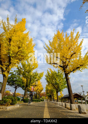 Kyoto, Japan - 20.November 2016. Straße mit Bäume im Herbst an einem sonnigen Tag in Kyoto, Japan. Stockfoto