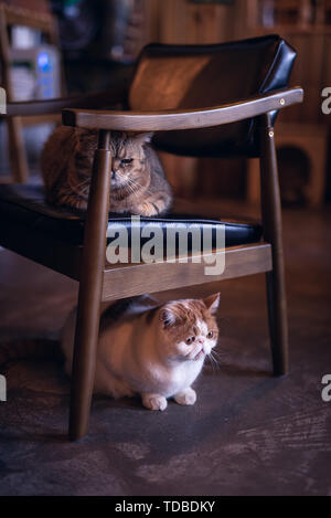 In Xi'an Cat Cafe fotografiert. Stockfoto