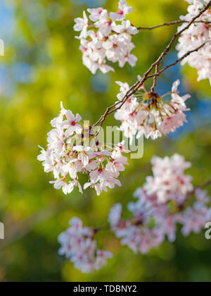 Nahaufnahme von Yoshino Cherry Blumen Stockfoto