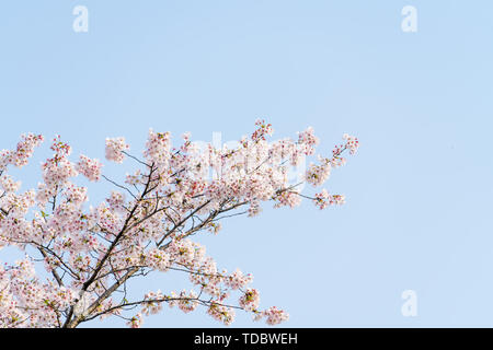 Schöne Kirschblüten blühen unter blauem Himmel während der Frühling Stockfoto