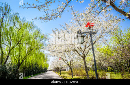 Kirschblüten im Luopu Park, Luoyang Stockfoto