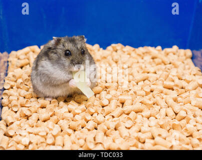 Kleine hamster isst und sitzt in seinem Haus auf der Wurf Stockfoto