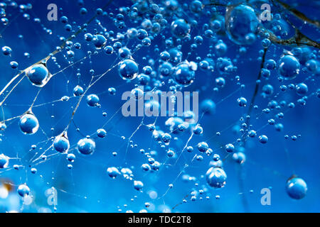 Runde Wassertropfen auf dem Spinnennetz auf blauem Hintergrund close-up Stockfoto