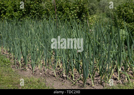 Knoblauch Pflanzen auf einem frühen Knoblauch Pflanzen auf einen Masseschluss im Frühjahr Nahaufnahme Stockfoto