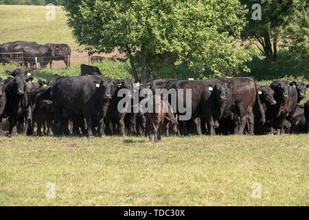 Herde von Black Angus Kühe auf einer freien Weide auf der grünen Wiese Stockfoto