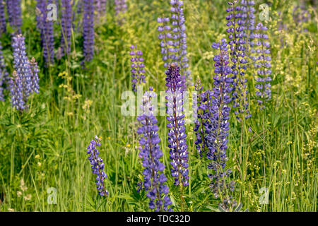 Blühenden Lupinen Blumen. Ein Feld von Lupinen. Sonnenlicht scheint auf Pflanzen. Violet Frühjahr und Sommer blüht. Sanften warmen weichen Farben, der Hintergrund jedoch unscharf. Stockfoto