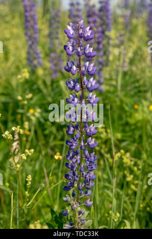 Blühenden Lupinen Blumen. Ein Feld von Lupinen. Sonnenlicht scheint auf Pflanzen. Violet Frühjahr und Sommer blüht. Sanften warmen weichen Farben, der Hintergrund jedoch unscharf. Stockfoto