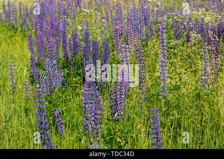 Blühenden Lupinen Blumen. Ein Feld von Lupinen. Sonnenlicht scheint auf Pflanzen. Violet Frühjahr und Sommer blüht. Sanften warmen weichen Farben, der Hintergrund jedoch unscharf. Stockfoto