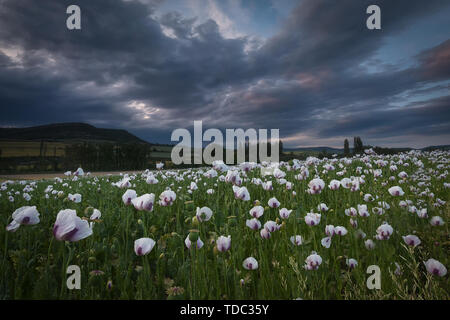 Schlafmohn Feld in Treviño, Burgos, Spanien Stockfoto