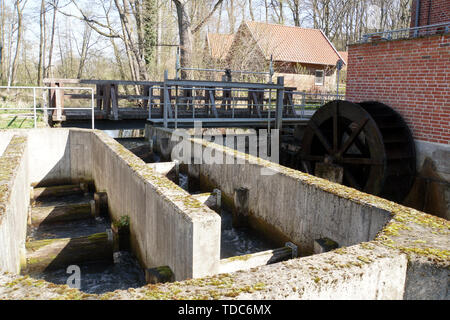 Fischtreppe und Mühlrad - historische Woltersburger Mühle an der Wipperau, Uelzen, Niedersachsen, Deutschland Stockfoto