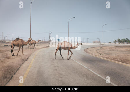 Herde wilder Kamele ist über die Straße in der Nähe von Salalah, Oman Stockfoto