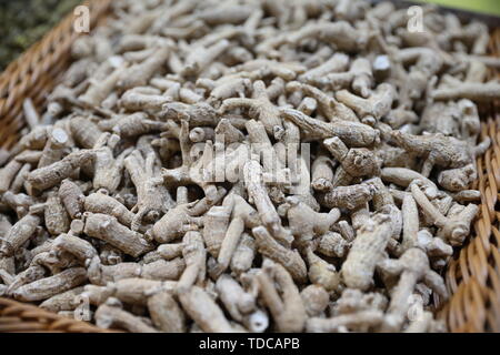 Citi Ginseng, Amerikanischer Ginseng Stockfoto