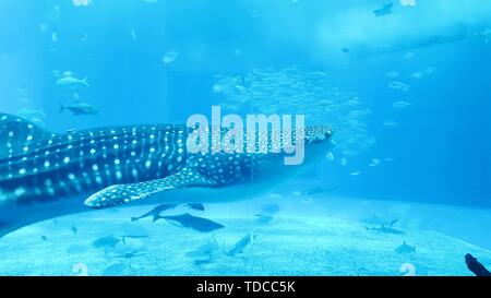 Großer Tigerhai schwimmt unter Wasser mit vielen kleineren Fischen herum In einem klaren blauen Wasser Stockfoto