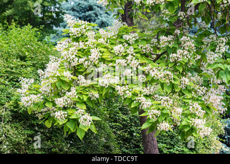 Catalpa bignonioides Baum in Blüte. Schönen natürlichen Hintergrund Stockfoto