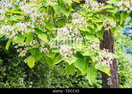 Catalpa bignonioides Baum in Blüte. Schönen natürlichen Hintergrund Stockfoto