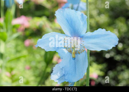 Mevconopsis 'Lingholm'. Blauer Himalaya Mohn Blüte im Mai in einem bewaldeten Garten, Großbritannien Stockfoto