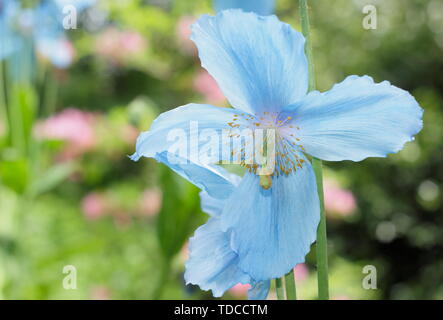 Mevconopsis 'Lingholm'. Blauer Himalaya Mohn Blüte im Mai in einem bewaldeten Garten, Großbritannien Stockfoto