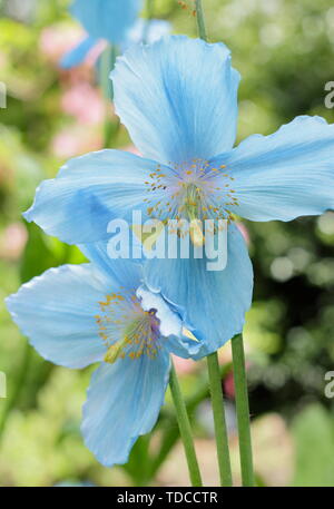 Mevconopsis 'Lingholm'. Blauer Himalaya Mohn Blüte im Mai in einem bewaldeten Garten, Großbritannien Stockfoto