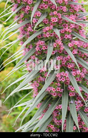 Echium wildpretii. Turm von Juwelen Blüte im Mai. in Yorkshire, UK. Hauptversammlung Stockfoto