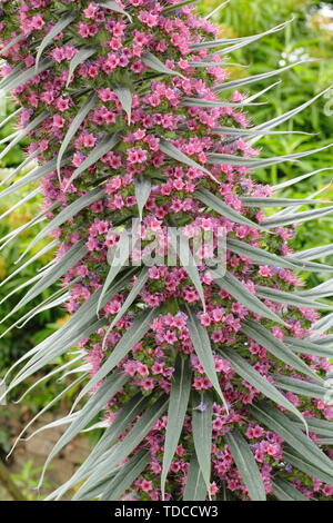 Echium wildpretii. Turm von Juwelen Blüte im Mai. in Yorkshire, UK. Hauptversammlung Stockfoto