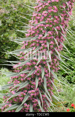 Echium wildpretii. Turm von Juwelen Blüte im Mai. in Yorkshire, UK. Hauptversammlung Stockfoto