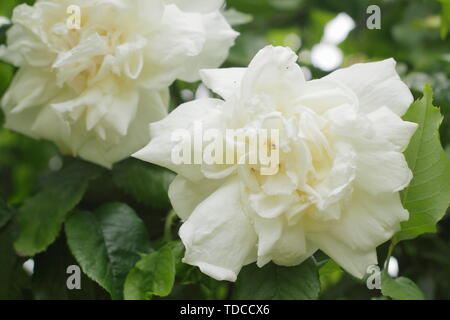 Rosa Madame ALFRED CARRIÈRE. Duftende Blüten von Alfred Carriere klettern Rose Blüte im Mai Stockfoto