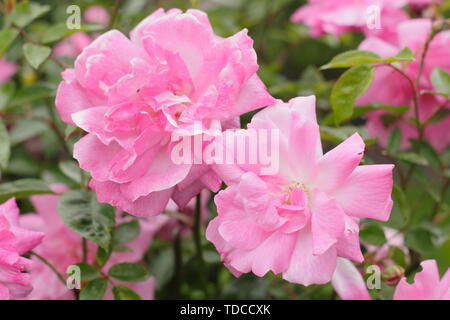 Rosa 'Old Blush China". Duftende Blüten dieser alte Rose Blüte im Mai. Auch genannt "Parsons Rosa China". Stockfoto