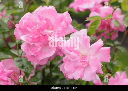 Rosa 'Old Blush China". Duftende Blüten dieser alte Rose Blüte im Mai. Auch genannt "Parsons Rosa China". Stockfoto