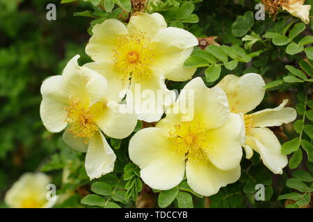 Rosa xanthina "Kanarische Vogel" - eine sich ausbreitende Strauch Rose Blüte im Mai. Hauptversammlung Stockfoto