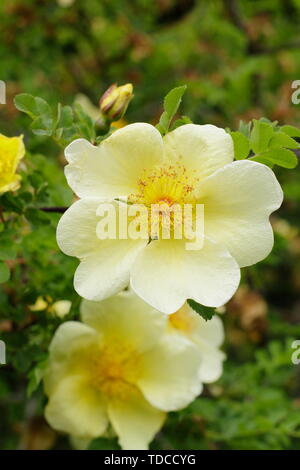 Rosa xanthina "Kanarische Vogel" - eine sich ausbreitende Strauch Rose Blüte im Mai. Hauptversammlung Stockfoto