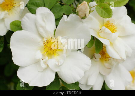 Rosa 'Nevada'. Cremige weiße Blüten der Rose 'Nevada' Blüte im Mai. UK. Hauptversammlung Stockfoto