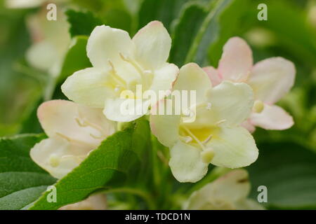 Weigela 'Kunst Farbe Traum'. Frühe Blüten Ende Mai. Großbritannien Stockfoto