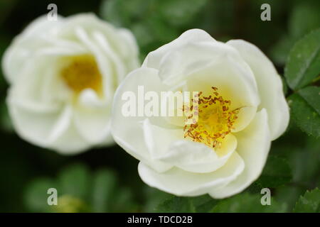 Rosa Pimpinellifolia. Cremige weiße Blüten dieser Verbreitung, Ground Cover Rose Blüte Ende Mai. Auch die Burnett Rose oder Scotch Rose genannt. Stockfoto