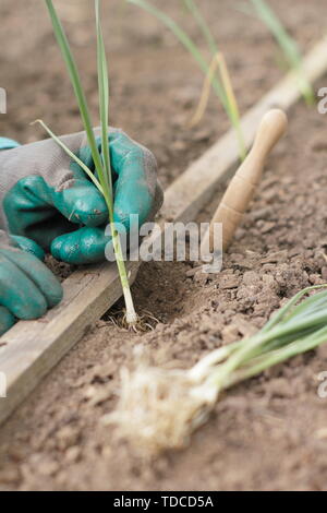 Allium porrum bin usselburgh'. Pflanzen aus jungen Porree Pflanzen in einer Reihe in die Bohrungen mit einem dibber im Mai Stockfoto