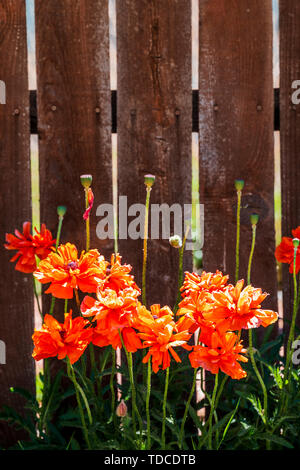 Orange Mohn Linie ein holzstäbchen Zaun; Salida, Colorado, USA Stockfoto