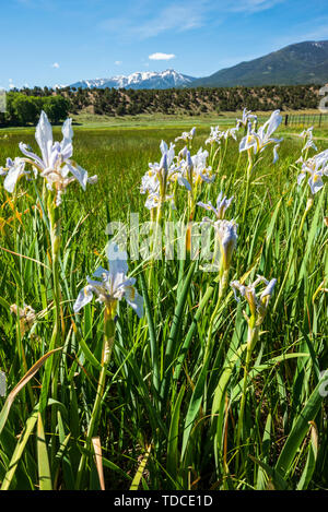 Wild Iris wachsen in der Ranch Weide; Vandaveer Ranch; Salida, Colorado, USA Stockfoto