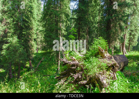 Im Sommer Kurdenin, einem gefallenen Spruce Tree ist mit Moos bedeckt Stockfoto