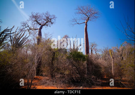 Landschaft mit Adansonia rubrostipa aka fony Baobab Baum, Reniala Reserve Park, Toliara, Madagaskar Stockfoto