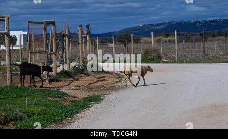 Die Schafe und Ziegen auf einer Ziegenfarm in Portugal Stockfoto