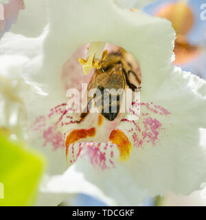 Eine Biene die Nahrungssuche ein Catalpa bignonioides Blumen, auch bekannt als Southern Catalpa, cigartree, und Indische-bean-Baum. Stockfoto